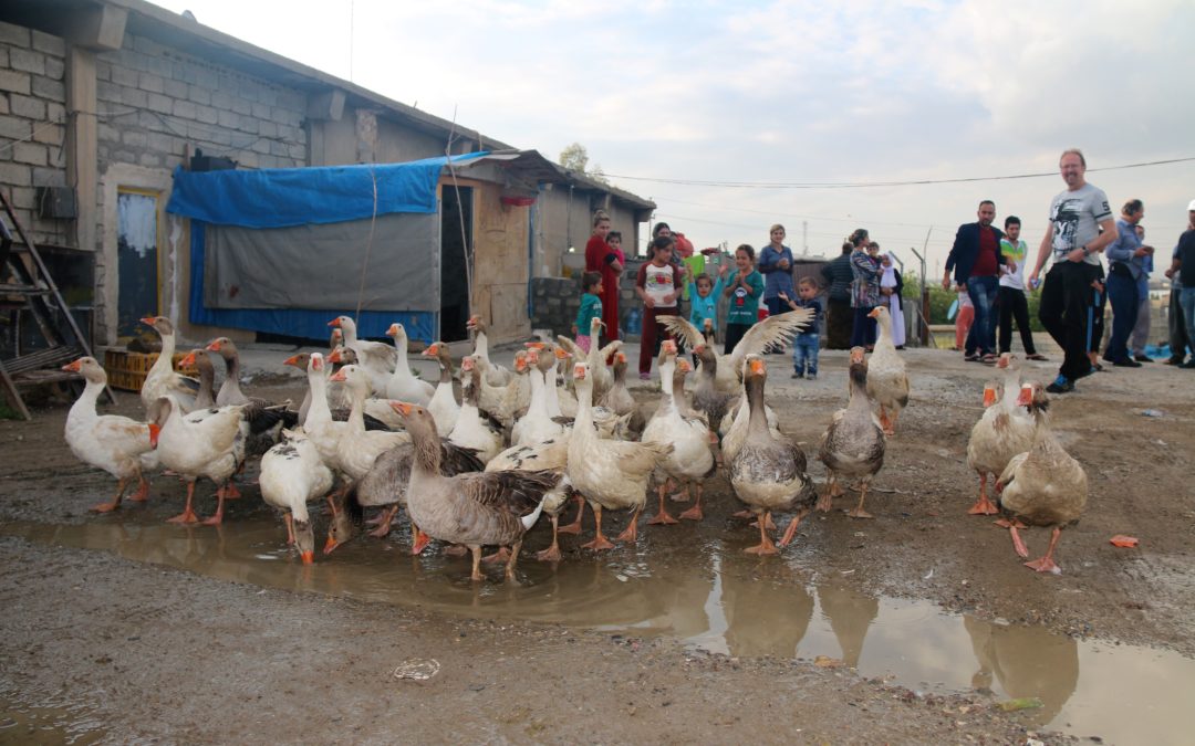 Chickens and geese for IS refugees in Kurdistan